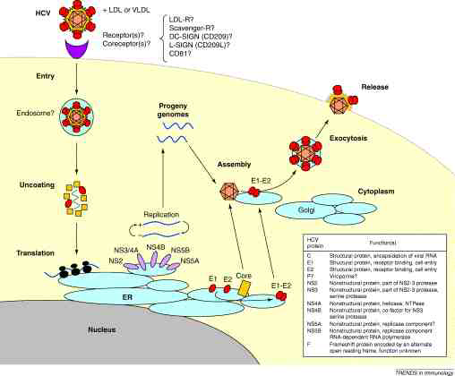 Hepatitis C virus (HCV)의 복제 주기