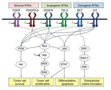 Regorafenib의 기전 설명 2 (출처 : Can. Manage.Res. 2108,10, 425)