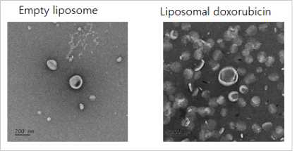 빈 리포좀과 약물 봉입 리포좀의 TEM 이미지. 스케일바는 200 nm에 해당함