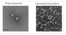 빈 리포좀과 약물 봉입 리포좀의 TEM 이미지. 스케일바는 200 nm에 해당
