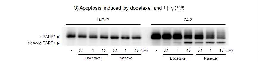 도세탁셀 및 나녹셀의 LNCaP 전립선암세포 및 C4-2 거세저항성 암세포에서 세포자가사멸 유도효과