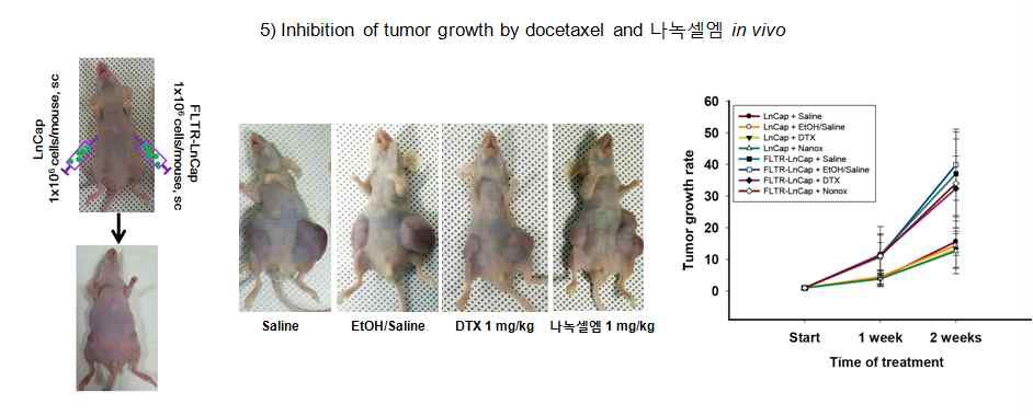 in vivo 동물실험 방법과 항암효과