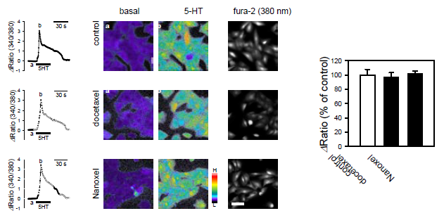 Docetaxel과 Nanoxel이 혈관 평활근세포의 칼슘신호에 미치는 영향. 혈관 평활근 세포에 fura-2를 loading한 다음, 1 μM의 docetaxel 또는 Nanoxel을 60분간 노출시킴. 세포에 10 μM의 5-HT로 칼슘 증가를 유발함. 왼쪽 패널: fura-2 신호 변화의 tracing. 중간 패널: 기저 상태와 증가 상태(각각 tracing의 a, b)의 fura-2 340/380 nm ratio 이미지. 오른쪽 패널: 반복된 실험에서 calcium transient에 의한 fura-2 ratio 변화의 평균과 표준오차