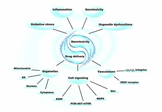 Drug delivery and nanotoxicity