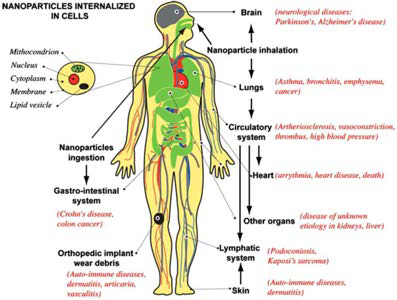인체내 나노입자의 노출 경로, 손상 장기 및 관련 질환