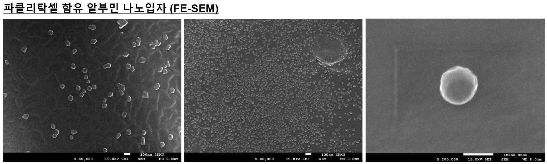 파클리탁셀 및 항암단백질 봉입 알부민 나노입자의 Scan 전자현미경 사진