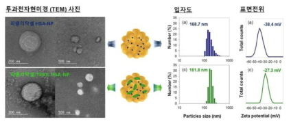 파클리탁셀 및 항암단백질 봉입 알부민 나노입자의 전자현미경 사진, 입자분포 및 표면전위 물성조사