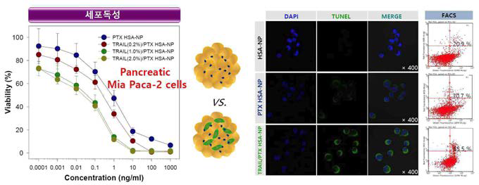 파클리탁셀 및 항암단백질 봉입 알부민 나노입자의 췌장암 세포독성 평가