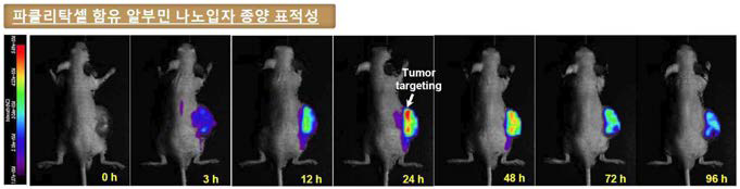 파클리탁셀 및 항암단백질 봉입 알부민 나노입자의 췌장암 조직으로의 표적성 이미징