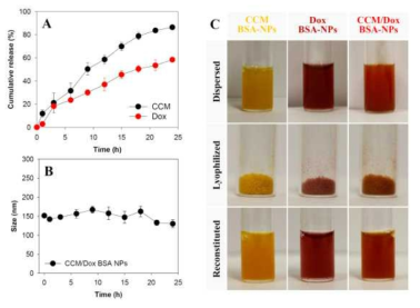 CCM/Dox BSA NPs 나노입자에서 독소루비신, 커큐민의 약물방출 양상 및 분산성 평가