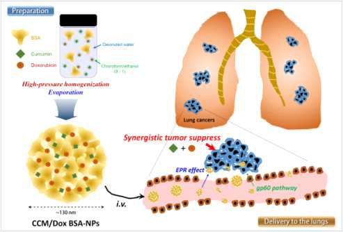CCM/Dox BSA NPs 나노입자의 폐암치료 전략의 개요