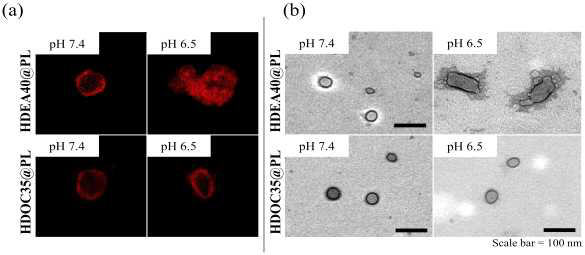 (a) 각 고분자에 Ce6를 표지하여 리포좀에 도입시킨 후, pH 조건에 따른 리포좀의 형광 사진과 (b) HDEA40이 도입된 리포좀과 HDOC35가 도입된 고분자의 pH 조건에 따른 TEM 사진