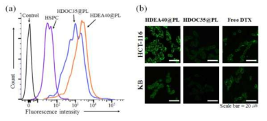 (a) 37℃에서 4시간 동안 리포좀(equivalent Ce6 10 ㎍/mL)이 처리된 HCT-116 세포에 대한 유체 분석 결과와 (b) 24시간 동안 리포좀(equivalent DTX 10 ㎍/mL)을 처리한 후 annexin-V FITC를 이용해 자가사멸을 유발한 세포의 공초점 현미경 이미지