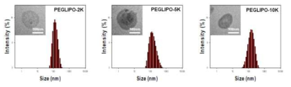 PEG 분자량에 따른 독소루비신 봉입 리포좀의 크기 분포 및 투과전자현미경 사진