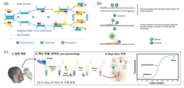 (a) 유전자증폭기술 (Polymerase Chain Reaction, PCR) 개요도, (b) 실시간 유전자 증폭 기술 (Real-time PCR) 설명도 (Taqman 제품). 형광 물질 (Fluorescent reporter)과 퀀쳐 (Quencher) 로 구성된 프로브 (probe)가 DNA 특정 부위에 결합되고 신장 (Elongation)단계에서 형광 물질과 퀀쳐 연결이 끊어지고 여기광에서 의해 형광이 발생됨, (c) 검체 채취, 핵산 추출(전처리), 및 RT-PCR 에 의한 진단 결과 확인까지의 일련 과정 개요도. All-In-One RT-PCR 장비의 수행 공정 소개