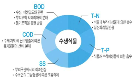 식물정화에 의한 수질정화 메카니즘