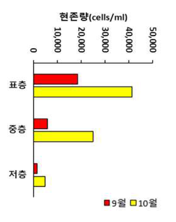 9-10월 주암호 유입부(JA-I) 식물플랑크톤 현존량(cells/ml) 수층별 수직 비교
