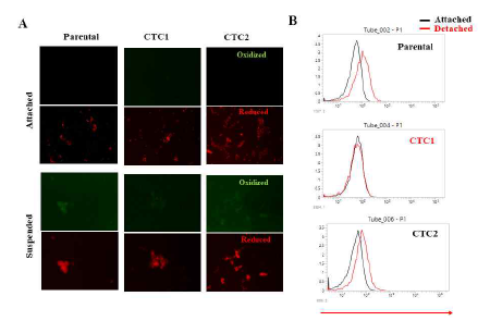 유방암 순환 종양세포 세포주에서 Ferroptosis 차이 조사