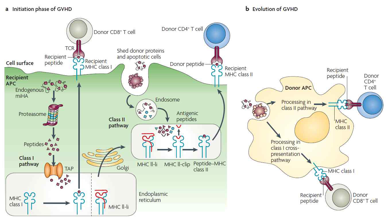 Antigen presentation in GVHD in MHC-matched allogeneic stem cell transplantation. (2)