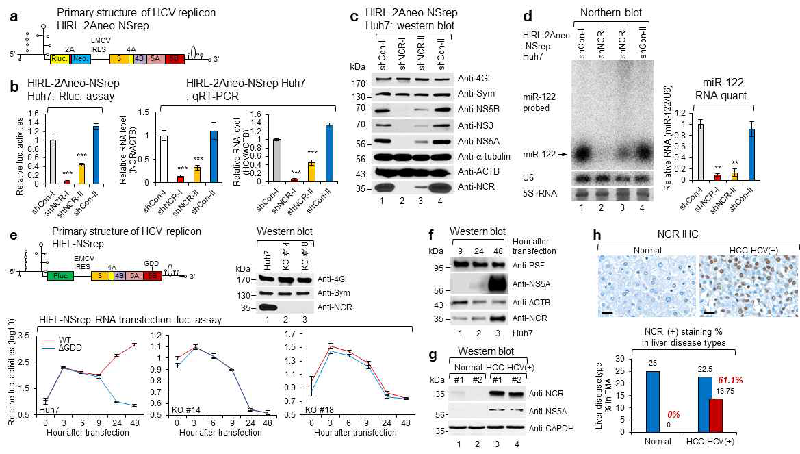 (a) 리포터 assay가 가능한 HCV의 subgenomic replicon (HIRL-2Aneo-NSrep)의 구조. (b~d) HCV의 subgenomic replicon이 증식중인 Huh7 cell에서 NCR knockdown에 따른 리포터 값의 억제, replicon이 발현하는 non-structural protein의 변화, 그리고 miR-122의 변화 검증. (e-f) 번역/ 복제 assay가 가능한 HCV subgenomic replicon에서 CRISPR/Cas9 system을 이용 NCR을 특이적으로 knockout 시켜 Huh7 세포내 도입하여 NCR의 HCV 복제/번역/증식에서의 역할을 검증함. (g-h). HCV(+)-HCC 임상시료에서 NCR 분석