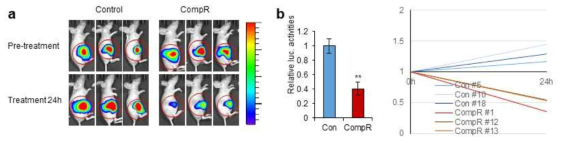 HCV subgenomic replicon bearing Huh7 세포주 기반 발굴 저해제 유효성 평가 동물 imaging 모델 개발