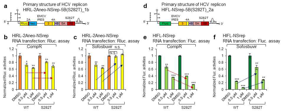 Sofosbuvir 저항성 HCV 돌연변이 (S282T) subgenomic replicon에 대한 compound R의 감수성 확인