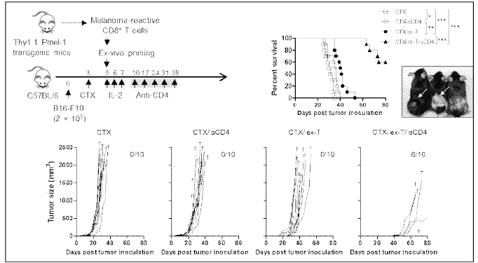 Adoptive T cell therapy of melanoma