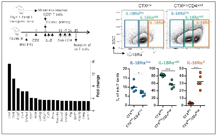 Identification of IL-18Ra-high CD8+ T cells