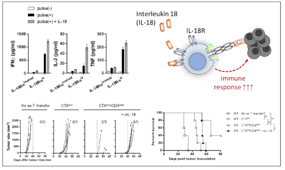 IL-18 signal in anti-tumor responses