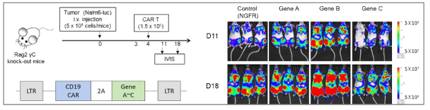 Anti-leukemia activities of armored CAR-Ts