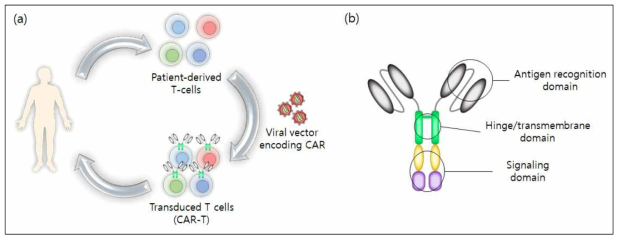 (a) CAR-T therapy and (b) CAR structure