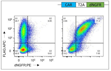 Representative flow cytometry result of dNGFR-tagged CAR-T