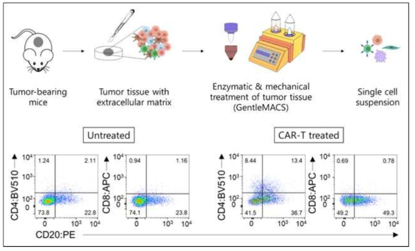 Scheme for analysis of intra-tumoral CAR-T population