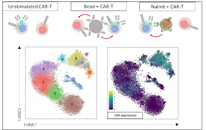 t-SNE clustering of activated CAR-T