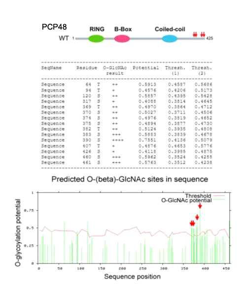 PCP48의 O-GlcNAc 예측 프로그램 결과 분석