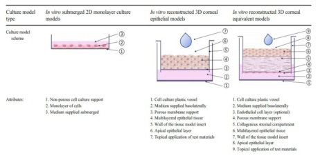 Examples of the in vitro corneal culture models (Kaluzhny and Klausner, 2021)