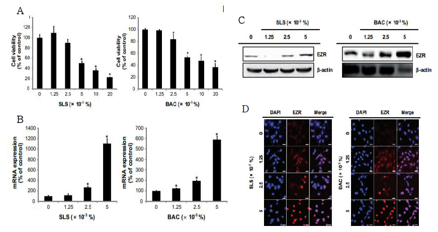 MCTT HCE 모델에 SLS 과 BAC를 처리 후 EZR 발현정도 평가 A, 농도에 따른 세포 생존율. B, EZR 발현 정도. C, EZR mRNA 발현정도 D, 현미경으로 세포 관찰