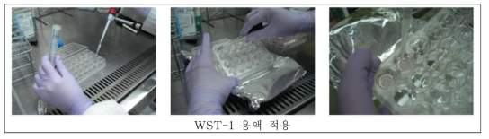 WST-1 용액 적용