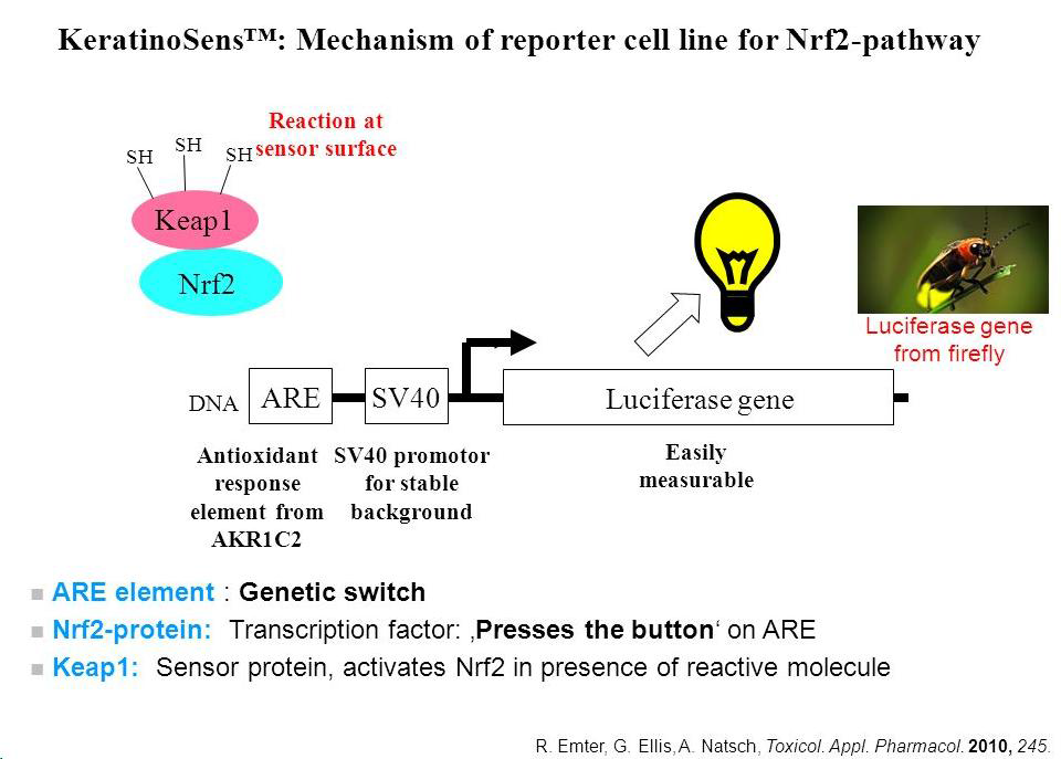 피부감작물질을 통한 KeratinoSensTM, Nrf2 pathway