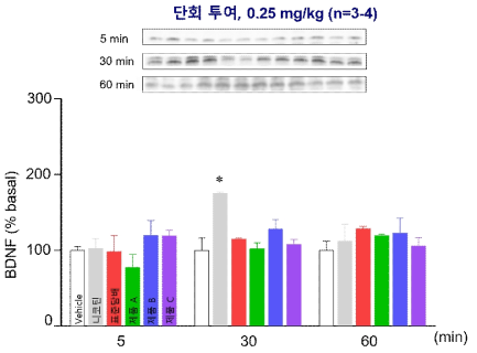 선조체 내 BDNF의 양적 변화 *p<0.05 vs. vehicle