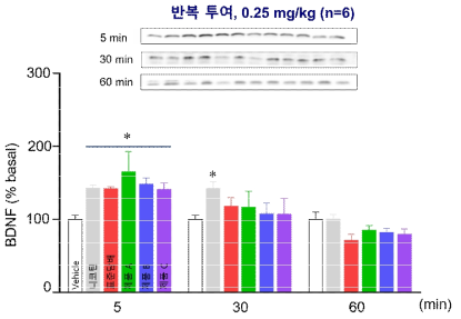 선조체 내 BDNF의 양적 변화 *p<0.05 vs. vehicle