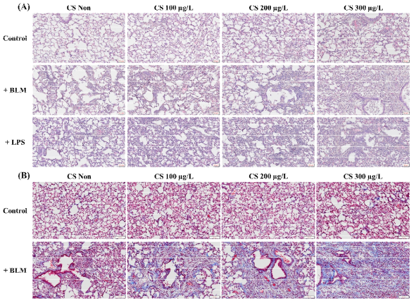 BLM (폐 섬유화) 및 LPS (폐 염증) 모델에서 담배연기 노출에 따른 폐의 병리학적 변화 (A) H&E staining, (B) Masson’s Trichrome staining