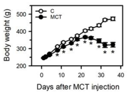 MCT 투여군의 체중 변화