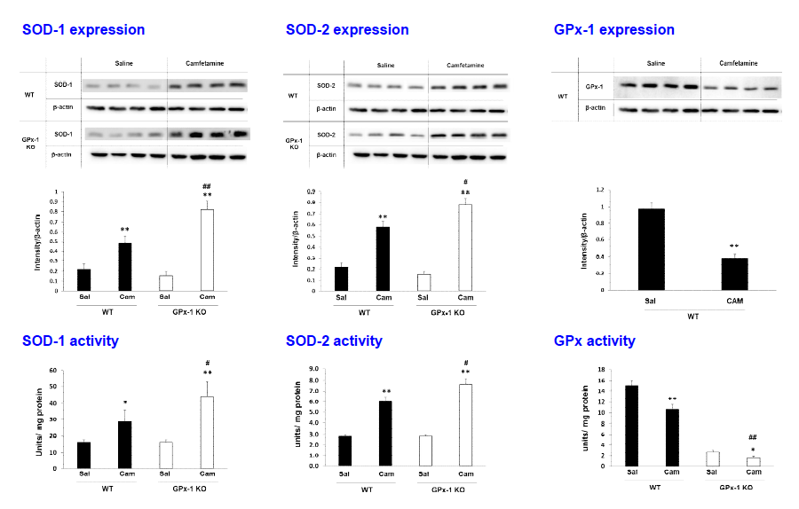 야생형 생쥐 (WT)와 GPx-1 유전자 결핍 생쥐 (GPx-1 KO)의 선조복합체에서 camfetamine (Cam) 투여로 유도된 항산화 효소들의 발현 및 활성 변화. Sal, Saline. SOD, Superoxide dismutase. GPx, Glutathione peroxidase. 각 수치는 4-6 마리의 평균 ± 표준오차임. *P<0.05, **P<0.01 vs. Corresponding Saline; #P<0.05, ##P<0.05 vs. Camfetamine/WT (Two-way ANOVA followed by PLSD test)