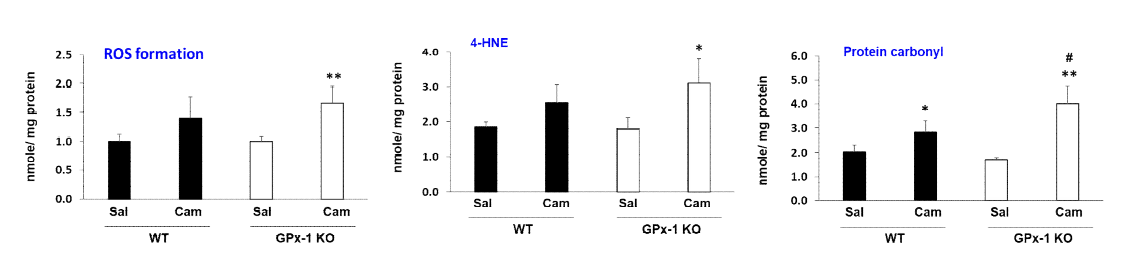 야생형 생쥐 (WT)와 GPx-1 유전자 결핍 생쥐 (GPx-1 KO)의 선조복합체에서 camfetamine (Cam) 투여로 유도된 산화적 스트레스 지표의 변화. Sal, Saline. ROS, Reactive oxygen species. 4-HNE, 4-Hydroxynonenal. 각 수치는 4-6 마리의 평균 ± 표준오차임. *P<0.05, **P<0.01 vs. Corresponding Saline; #P<0.05 vs. Camfetamine/WT (Two-way ANOVA followed by PLSD test)