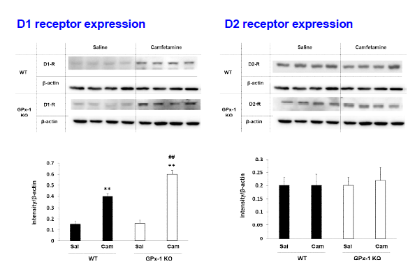 야생형 생쥐 (WT)와 GPx-1 유전자 결핍 생쥐 (GPx-1 KO)의 선조복합체에서 camfetamine (Cam) 투여로 유도된 도파민 D1, D2 수용체의 발현 변화. Sal, Saline. 각 수치는 4 마리의 평균 ± 표준오차임. **P<0.01 vs. Corresponding Saline; ##P<0.01 vs. Camfetamine/WT (Two-way ANOVA followed by PLSD test)