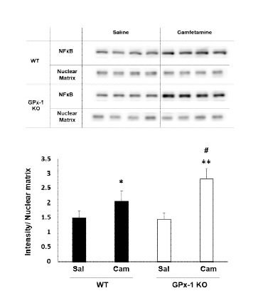 야생형 생쥐 (WT)와 GPx-1 유전자 결핍 생쥐 (GPx-1 KO)의 선조복합체에서 camfetamine (Cam) 투여로 유도된 NFkB 핵내이동의 변화. Sal, Saline. 각 수치는 4 마리의 평균 ± 표준오차임. **P<0.01 vs. Corresponding Saline; #P<0.05 vs. Camfetamine/WT (Two-way ANOVA followed by PLSD test)