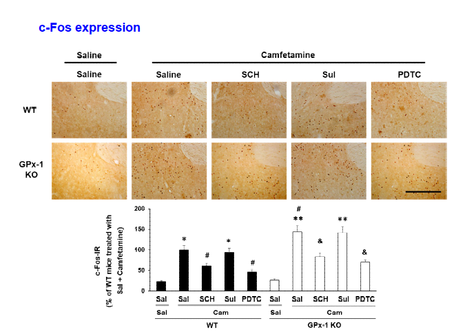 야생형 생쥐 (WT)와 GPx-1 유전자 결핍 생쥐 (GPx-1 KO)의 선조복합체에서 camfetamine (Cam) 투여로 유도된 c-Fos의 발현 변화. Sal, Saline. SCH, SCH23390. Sul, Sulpiride. 각 수치는 6 마리의 평균 ± 표준오차임. *P<0.05, **P<0.01 vs. Corresponding Saline; #P<0.05 vs. Camfetamine/WT; &P<0.05 vs. Camfetamine/GPx-1 KO (Two-way ANOVA followed by PLSD test)
