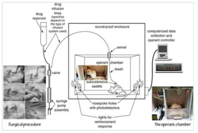 약물 자가 투여 시험(self-administration test; Howell, L.L. and Wilcox, K.M. (2001)