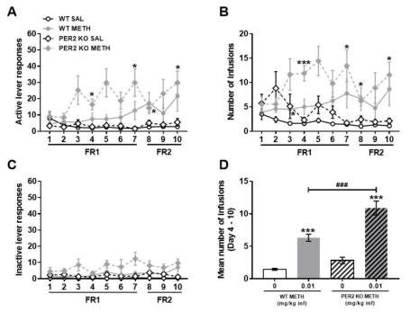 Per2 KO 생쥐에서 메트암페타민 자가투여시험. Mice were subjected to a 10-day SA test, 2 h/day, under the FR1 schedule for the first 7 days and FR2 for the next 3 days, 0.01 mg/kg/inf METH. (A) Active lever responses, (B) number of infusions, (C) inactive lever responses, (D) mean number of infusions during the 4thto 10thsession of SA. n = 8 – 10. Values are mean ± S.E.M.*p < 0.05,**p < 0.01, ***p < 0.001 (vs SAL) and ###p < 0.001 (vs WT)